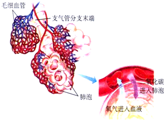 真毛细血管的主要生理功能是a.物质和气体交换b.淋巴液回流c.